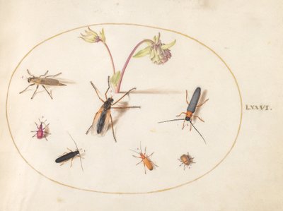 Płyta 76: Owady z różowo-kremową orlik autorstwa Joris Hoefnagel