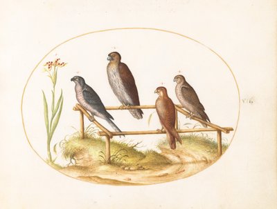  autorstwa Joris Hoefnagel