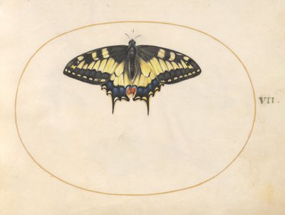 Płyta 7: Motyl Jaskółczy autorstwa Joris Hoefnagel