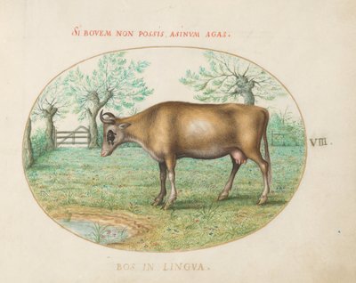 Płyta 8: Krowa autorstwa Joris Hoefnagel