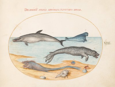 Płyta 8: Delfin, dwie pieczęcie, Brethmechin i muszle autorstwa Joris Hoefnagel