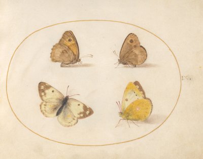 Płyta 9: Meadow Brown, Gatekeeper, Clouded Yellow i Bath White Motyle autorstwa Joris Hoefnagel