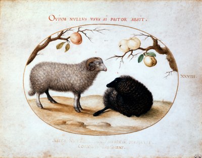 Baran, czarna owca i dwie gałązki jabłoni, XVI wiek. autorstwa Joris Hoefnagel