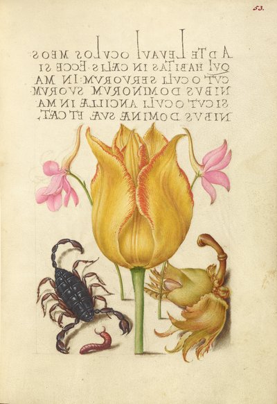 Rocket Larkspurs, Tulip, Scorpion, Millepede i European Filbert autorstwa Joris Hoefnagel