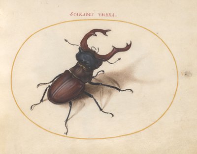 chrząszcz skarabeusz, ok.1575-80 autorstwa Joris Hoefnagel