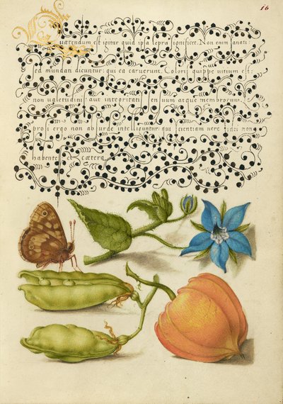 Speckled Wood, Talewort, Garden Pea i Lantern Plant autorstwa Joris Hoefnagel