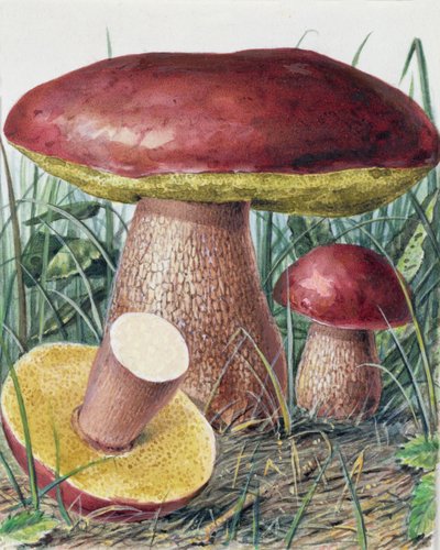 Badanie grzybów autorstwa Josef Fleischmann