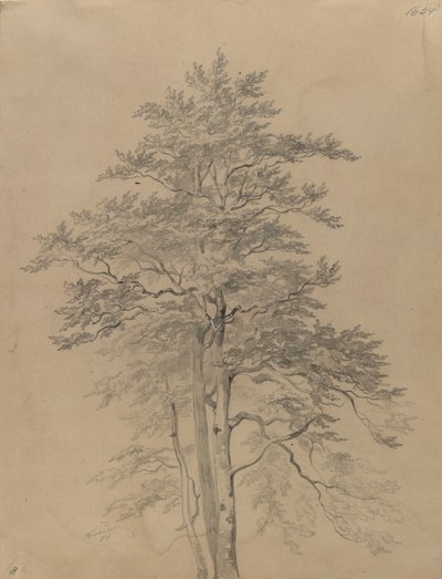 Studium drzewa autorstwa Josef Kriehuber