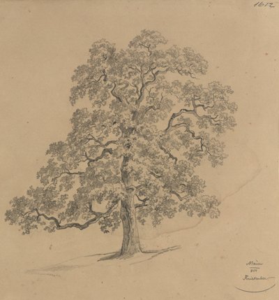 Studium drzewa z muru autorstwa Josef Kriehuber