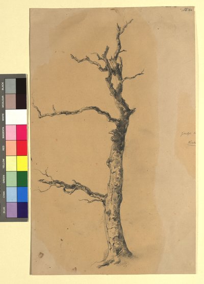 Studie eines kahlen Baumes autorstwa Josef Kriehuber