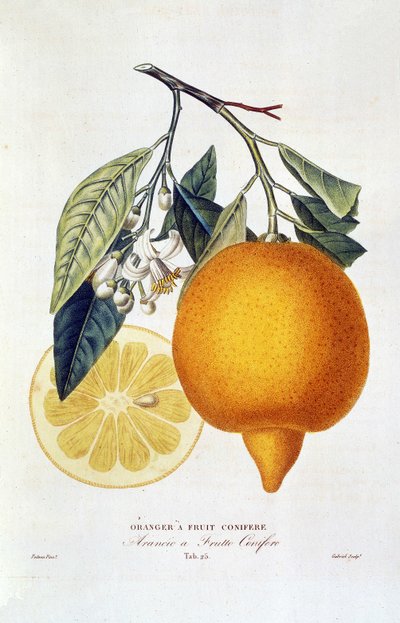 Cytrusy: pomarańczowa roślina z kwiatem. „Drzewo pomarańczowe z owocami iglastymi; Arancio a frutto iglaste”: cała pomarańcza i plasterek pomarańczy. Schemat botaniczny zaczerpnięty z książki „Natural History of Orange Trees” autorstwa Josepha Antoine