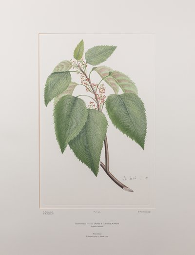 Aristotelia serrata (Elaeocarpaceae) - Tablica 419, Banks