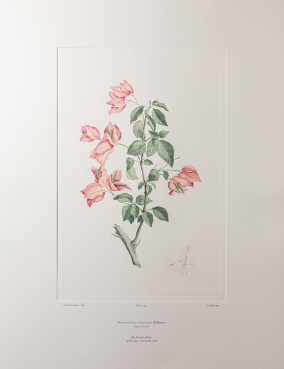 Bouganvillea spectabilis (Nyctaginaceae) - tablica 355, Banks