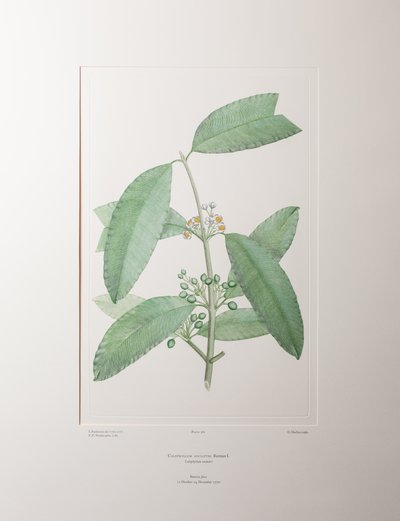 Calophyllum soulattri (Guttiferae) - tablica 362, Banks