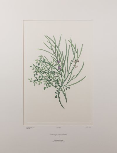 Carmichaelia solandri (Leguminosae) - Tablica 429, Banks