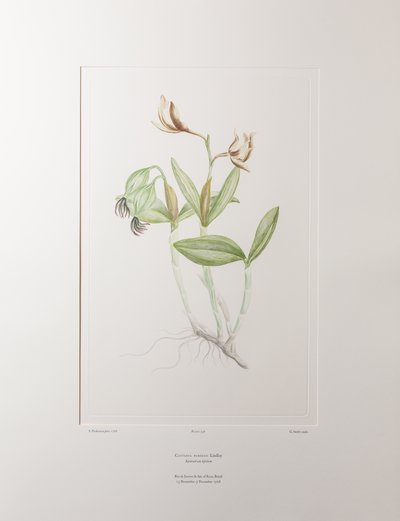 Cattleya forbesii (Orchidaceae) - Tablica 358, Banks