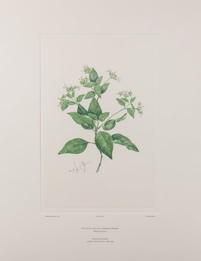 Dicliptera bracteata (Acanthaceae) - Tablica 636, Banks
