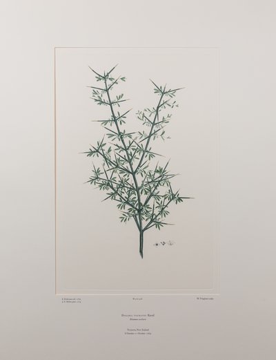 Discaria toumatou (Rhamnaceae) - Tablica 426, Banks