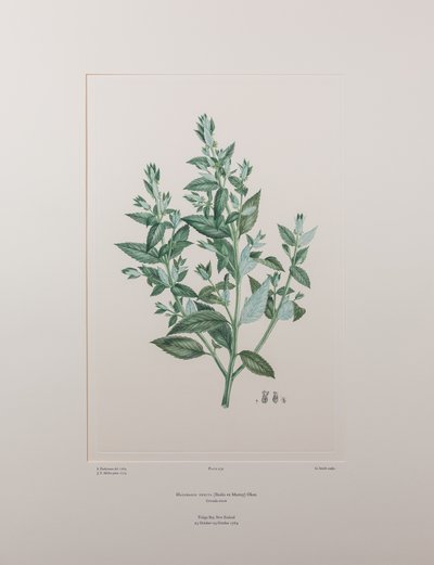 Haloragis erecta (Haloragidaceae) - tablica 439, Banks