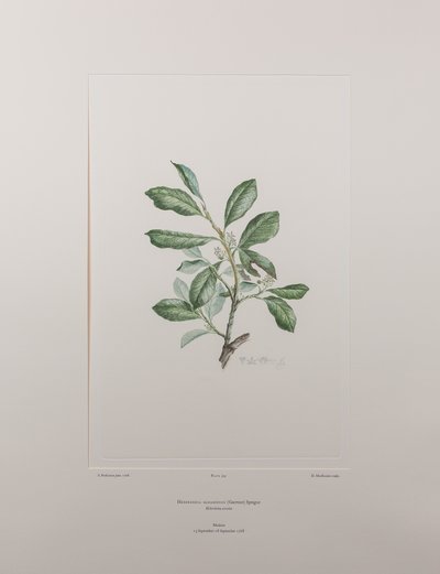 Heberdenia bahamensis (Myrsinaceae) - Tablica 395, Banks