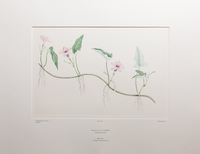 Ipomoea aquatica (Convolvulaceae) - tablica 375, Banks