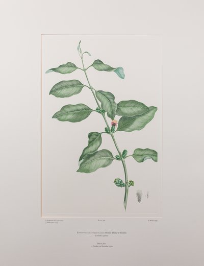 Lepeostegeres geminiflorus (Loranthaceae) - tablica 386, Florilegium Banksa, ok. 1771-84 (miedzioryt na papierze) autorstwa Joseph Banks