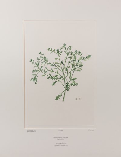 Lepidium flexicaule (Cruciferae) - Tablica 409, Banks