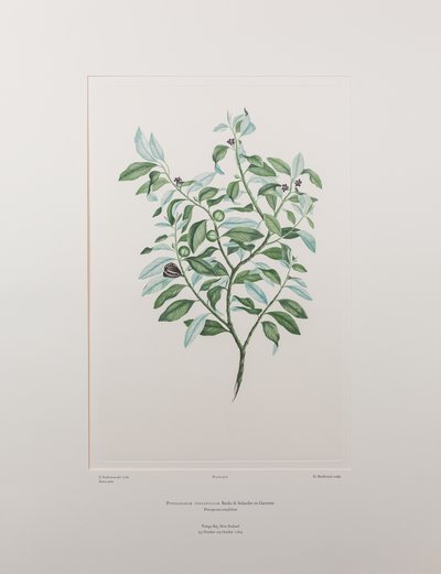 Pittosporum tenuifolium (Pittosporaceae) - Tablica 412, Banks