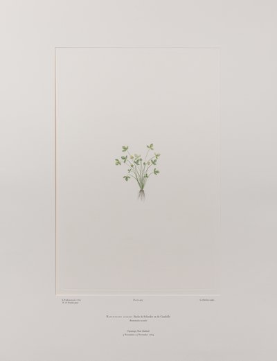 Ranunculus acaulis (Ranunculaceae) - Tablica 403, Banks