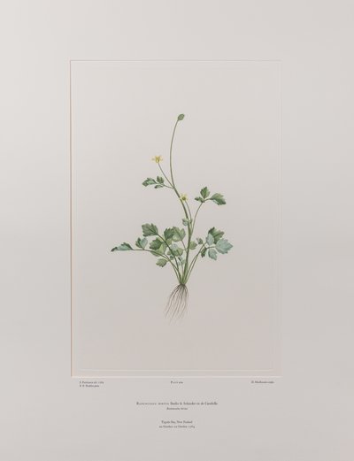 Ranunculus hirtus (Ranunculaceae) - Tablica 404, Banks