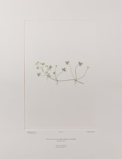 Ranunculus rivularis (Ranunculaceae) - Tablica 405, Banks