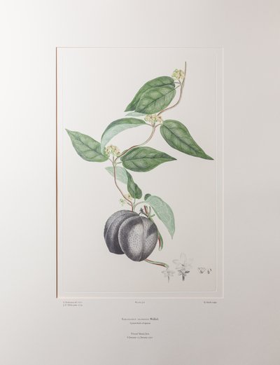 Sarcolobus globosus subsp. globosus (Asclepiadaceae) - Tablica 372, Banks