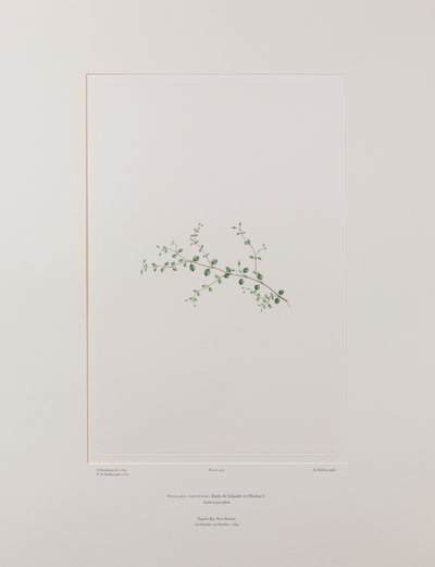 Stellaria parviflora (Caryophyllaceae) - Tablica 415, Banks