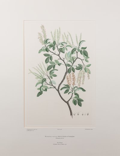 Weinmannia sylvicola (Cunoniaceae) - Tablica 436, Banks