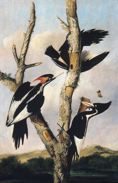 Dzięcioły z kości słoniowej, ok. 1830-31 autorstwa Joseph Bartholomew Kidd