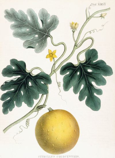Colocynth, z „Illustrations of Medical Botany: Składa się z kolorowych figur roślin stanowiących ważne artykuły Materia Medica”. J.H. Colen, 1847 r. autorstwa Joseph Carson