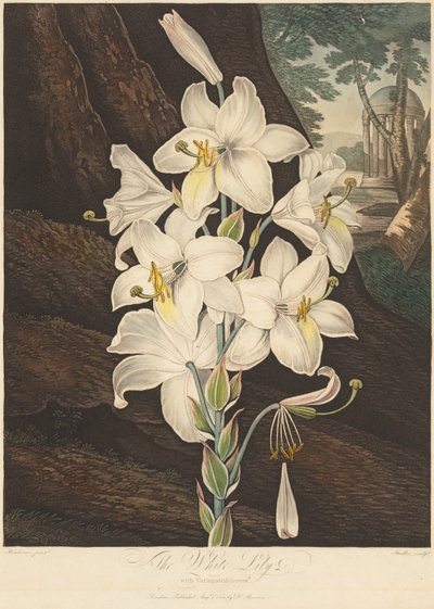 Świątynia Flory, czyli Ogród Natury: Biała Lilia o Pstrych Liściach..., 1800. autorstwa Joseph Constantine Stadler