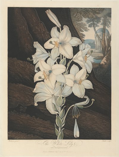 Biała lilia z pstrokatymi liśćmi, 1800, od Roberta Johna Thorntona, „Świątynia Flory”, 1799-1812 autorstwa Joseph Constantine Stadler