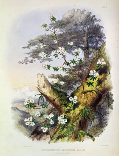 Rhododendron: Dalhousie, rysunek z „Rhododendrons of the Sikkim Himalaya”, wydrukowany przez Reeve Benham und Reeve, 1849-50 (litografia kolorowa) autorstwa Joseph Dalton Hooker