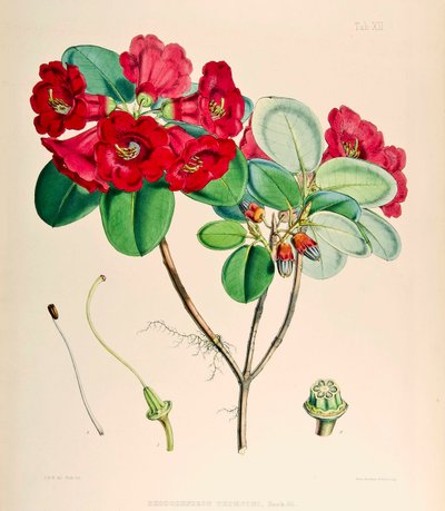 Rhododendron thomsonii, 1895 autorstwa Joseph Dalton Hooker