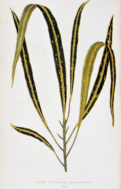 Kroton variegatum angustifolium. Deska botaniczna w „”Rośliny z kolorowym ulistnieniem. Kolekcja najbardziej niezwykłych gatunków wykorzystywanych do ozdabiania ogrodów, szklarni i mieszkań autorstwa Edwarda Josepha Lowe i W. Howarda, członków London Horti autorstwa Joseph Edward and Howard W Lowe