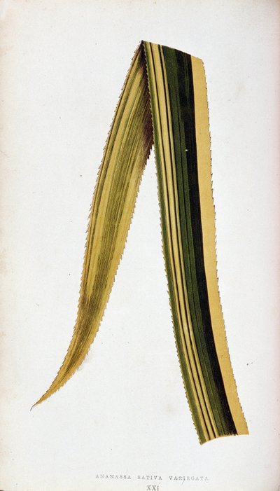 Liść Ananassa Sativa Variegata. Deska botaniczna w ""Kolorowe rośliny liściaste. autorstwa Joseph Edward and Howard W Lowe