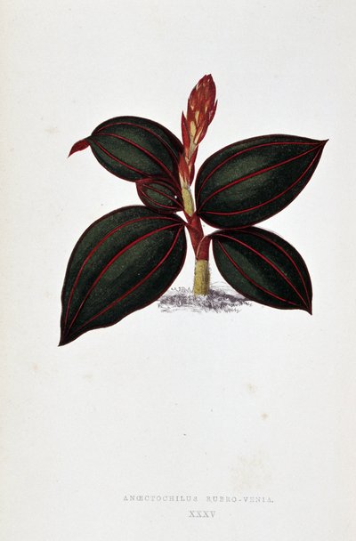 Liść Anoectochilus Rubro Venia. autorstwa Joseph Edward and Howard W Lowe