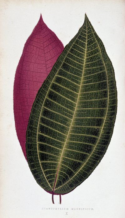 Liść Cyanophyllum Magnificum. Deska botaniczna w „”Rośliny z kolorowym ulistnieniem. autorstwa Joseph Edward and Howard W Lowe