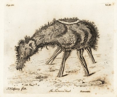 Jagnięcina Warzywna Tataru. autorstwa Joseph Halfpenny