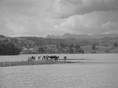 Grupa krów stojących na piaszczystej ławicy w Esthwaite Water autorstwa Joseph Hardman