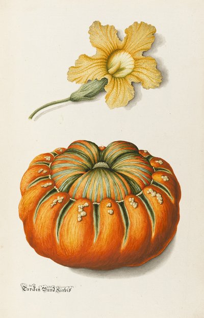 Cukinia i dynia (pióro i atrament z toaletą i kolorem ciała na papierze) autorstwa Joseph Jacob Plenck