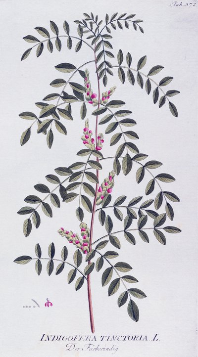 Prawdziwe indygo (Indigofera tinctoria) autorstwa Josepha Jacoba von Plencka (1735-1807), z Icones plantarum medicinalium, Wiedeń autorstwa Joseph Jacob Plenck