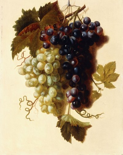 Kiście zielonych i czerwonych winogron zawieszone na linie, ok. 1796 r. autorstwa Joseph Laurent Malaine