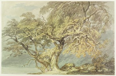 Wielkie Drzewo, ok. 1796 (wc nad grafitem na papierze) autorstwa Joseph Mallord William Turner